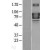 Western Blot: ODF2 Lysate [NBL1-13908] - Western Blot experiments. 
Left-Control; Right -Over-expression Lysate for ODF2
